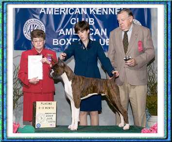 Cisco - 4th in the 6-9 month brindle dog class, 2003 ABC under Cindy Meyer