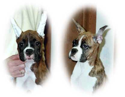 Ina and Emma at 14 weeks of age