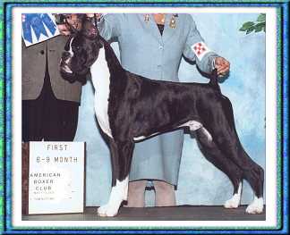 Her sire - Ch.MGM's Man For All Seasons